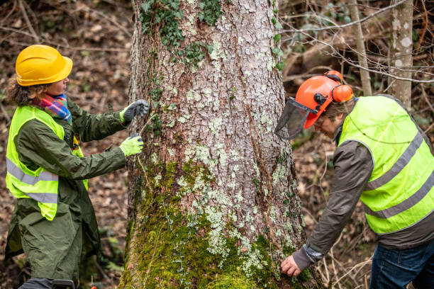 How Our Tree Care Process Works  in  Bassett, VA